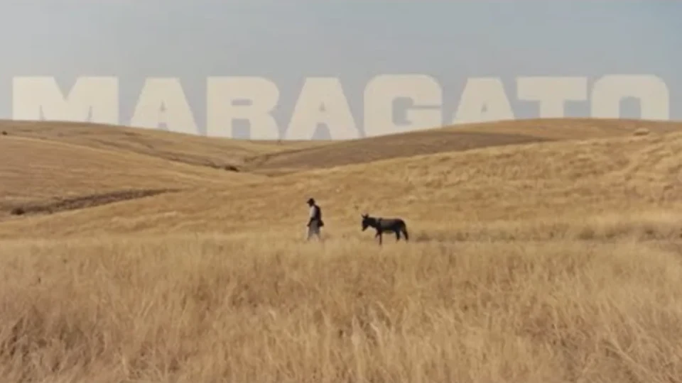 “Maragato” music video by Galandum Galundaina: a man and a donkey crossing golden fields